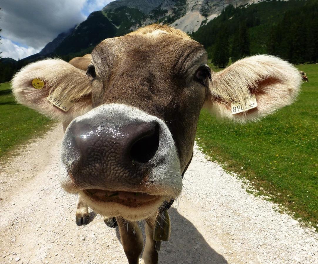 Happy Trails, Cosy One Garten * Oberau (Garmisch-Partenkirchen)